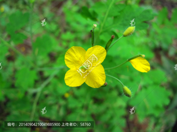 白屈菜