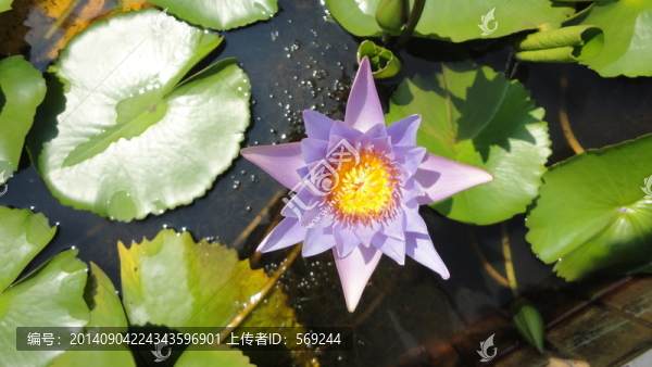 蓮花