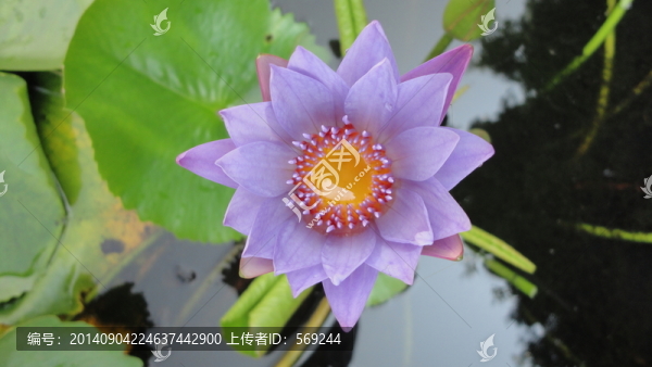 蓮花