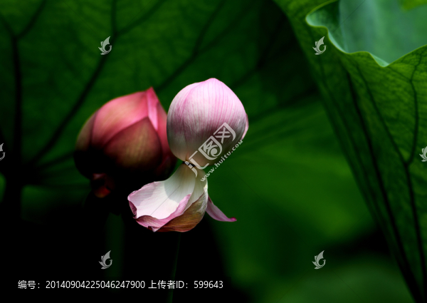 依偎