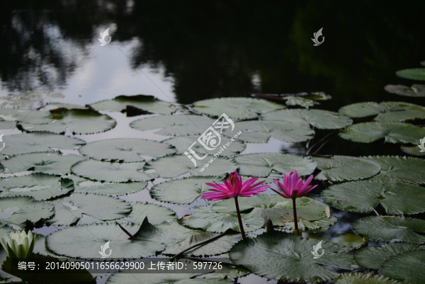 睡蓮,蓮花