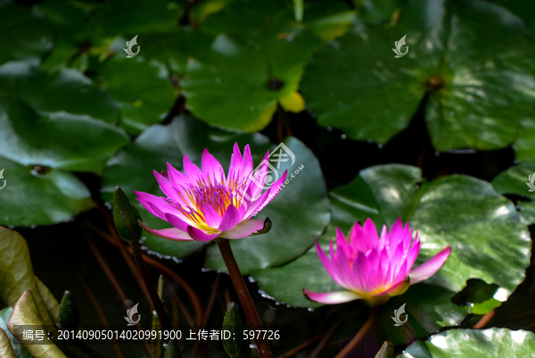 睡蓮,蓮花