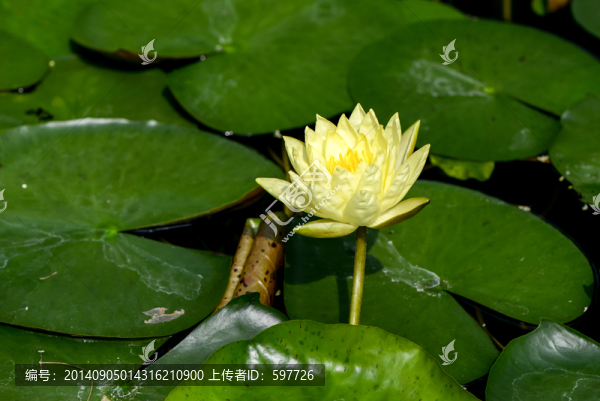 睡蓮,蓮花,黃色
