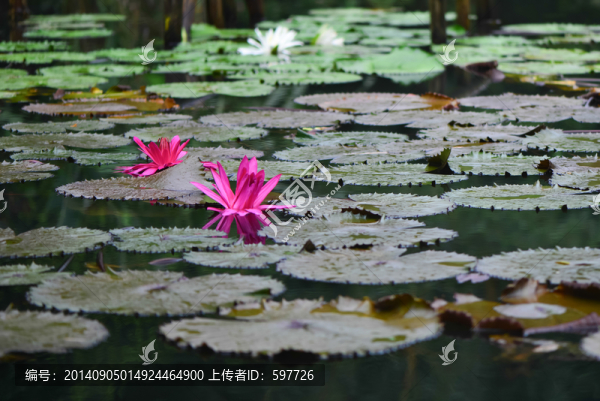 睡蓮,蓮花