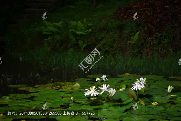 睡蓮,蓮花