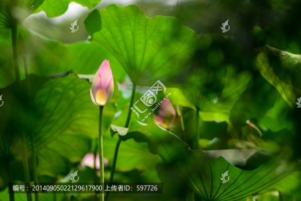 荷花,花蕾