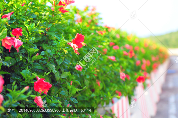 花卉,大紅花,扶?；? title=