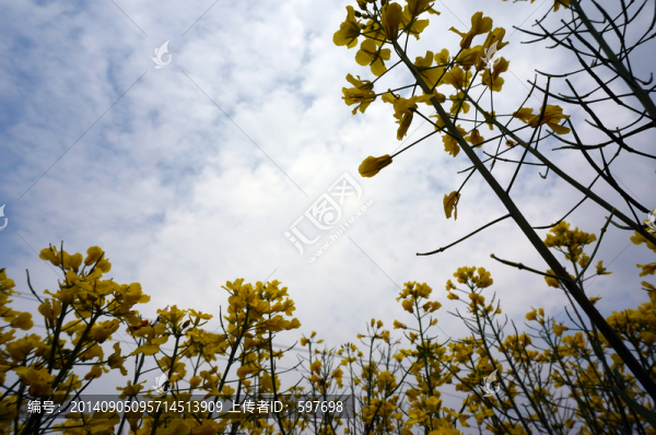 藍(lán)天下的油菜花