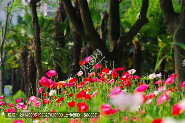虞美人