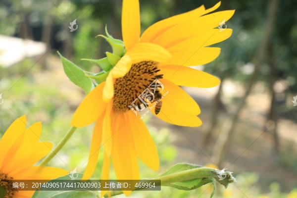 向日葵
