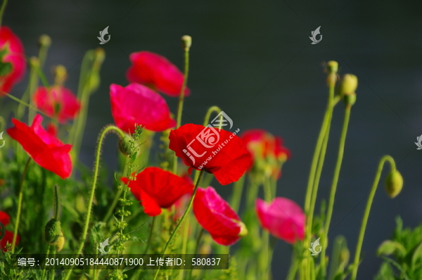 虞美人