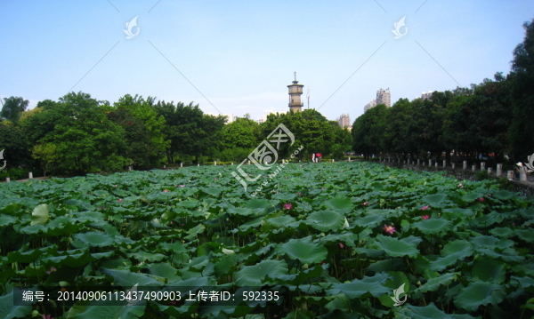 池塘