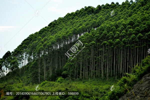 桉樹林