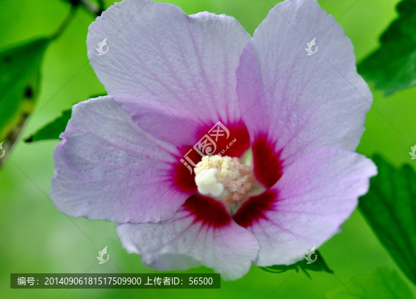 木槿花