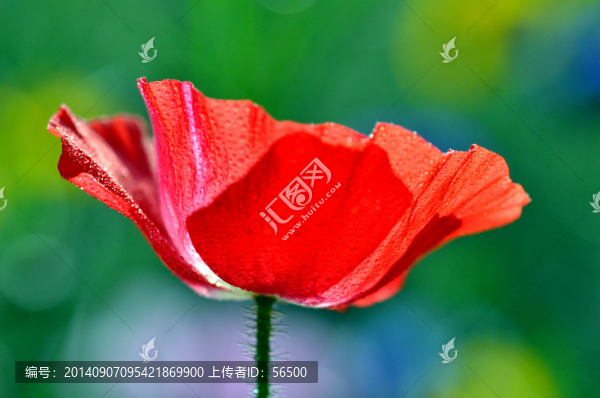虞美人