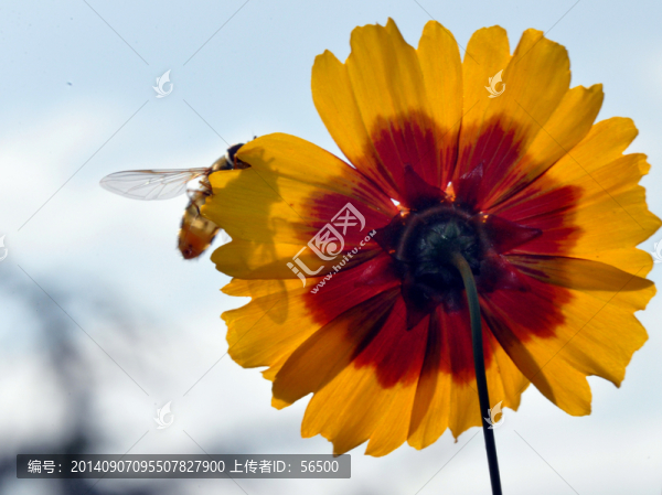 金雞菊