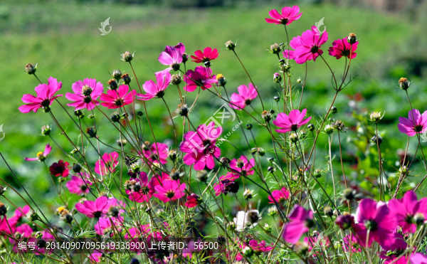 波斯菊