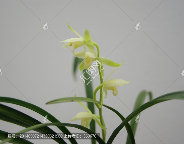 四季蘭,素心