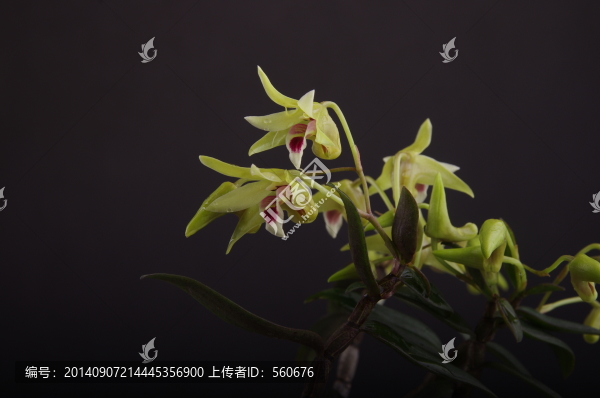 鐵皮楓斗