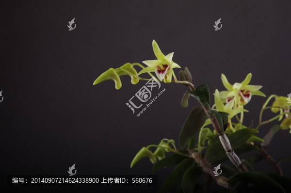 鐵皮石斛
