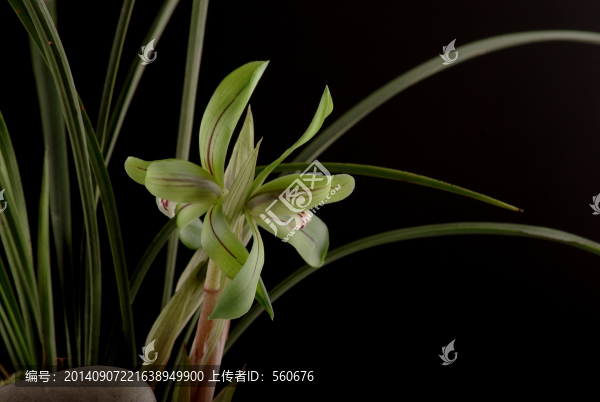 春蘭,下山蘭