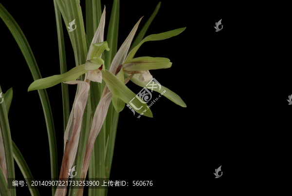 春蘭,下山草