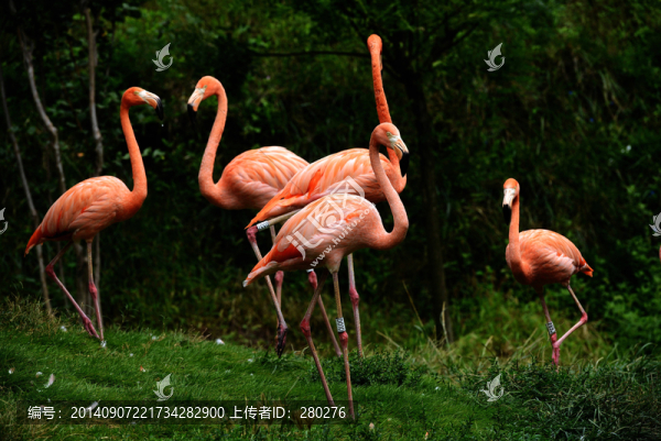 火烈鳥(niǎo)