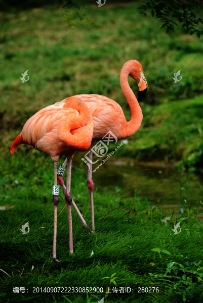 火烈鳥(niǎo)
