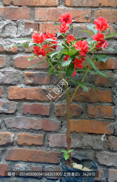 鳳仙花