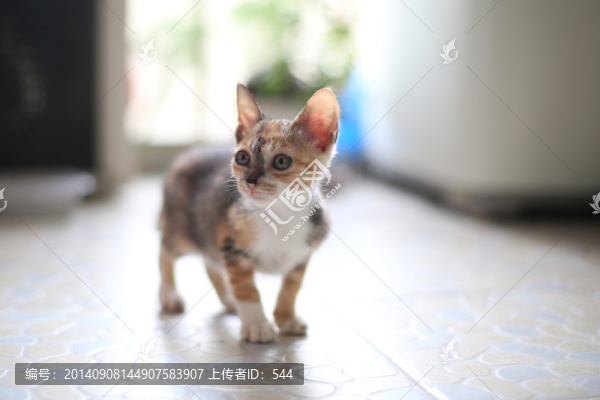 貓
