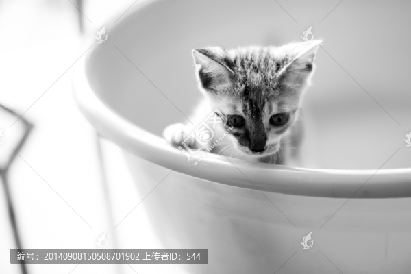 小貓