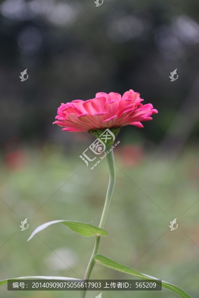花卉