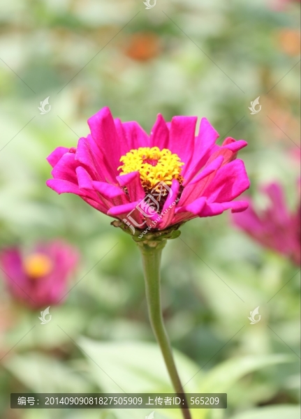 花卉