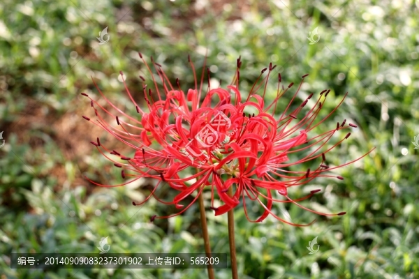 曼珠沙華