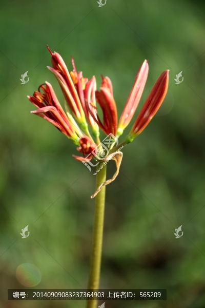 曼珠沙華,花苞