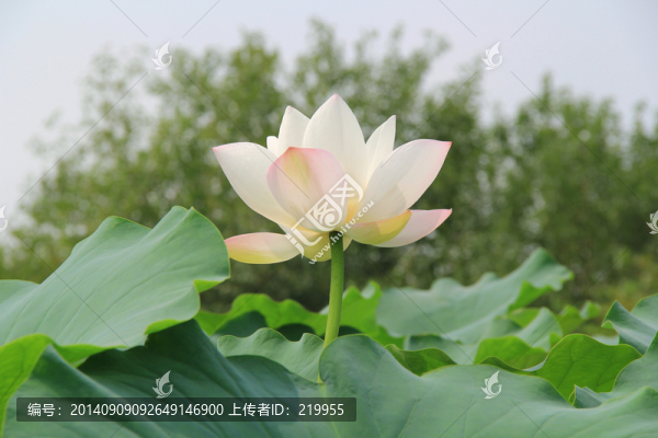 荷花