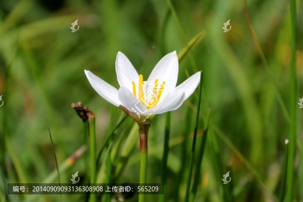 花卉