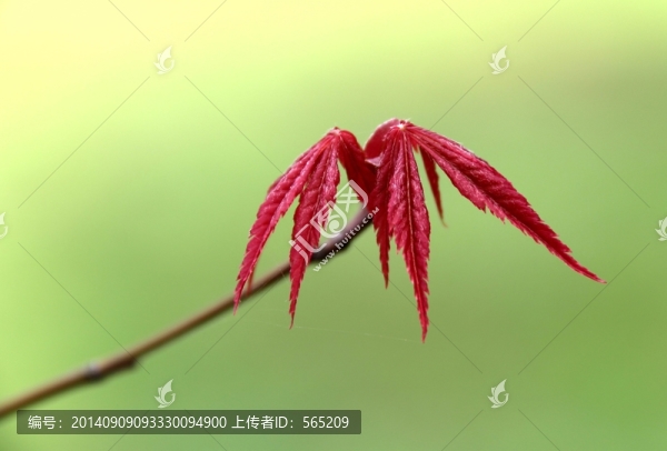 紅楓葉