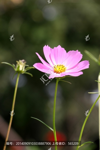 花卉