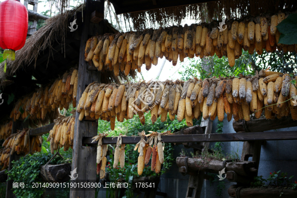 玉米,果實(shí),豐收,蔬菜