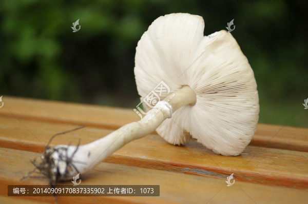 剛采的公園里野生草菇