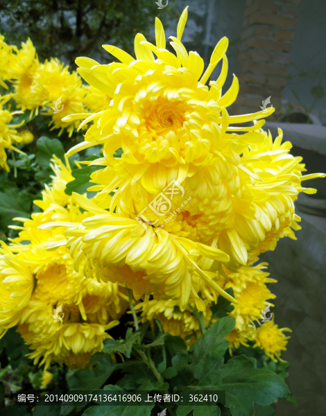 菊花