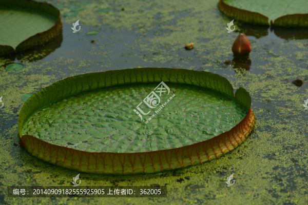 王蓮