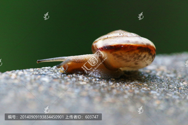 蝸牛