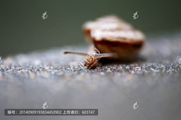 蝸牛