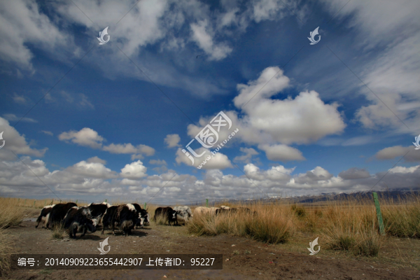 青海湖,草原風(fēng)光