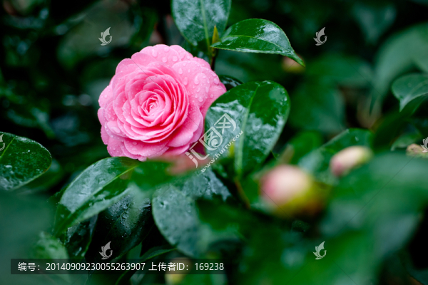茶花