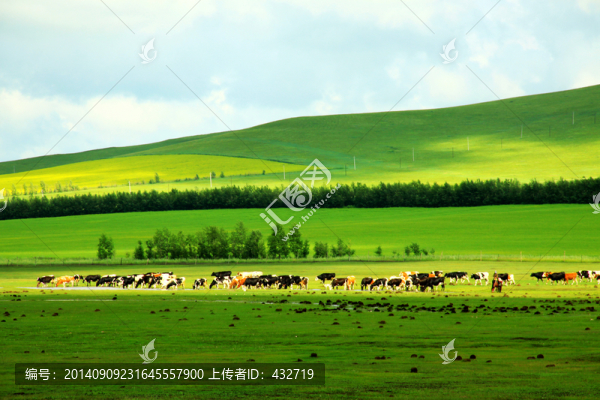 草原牧場,牛群