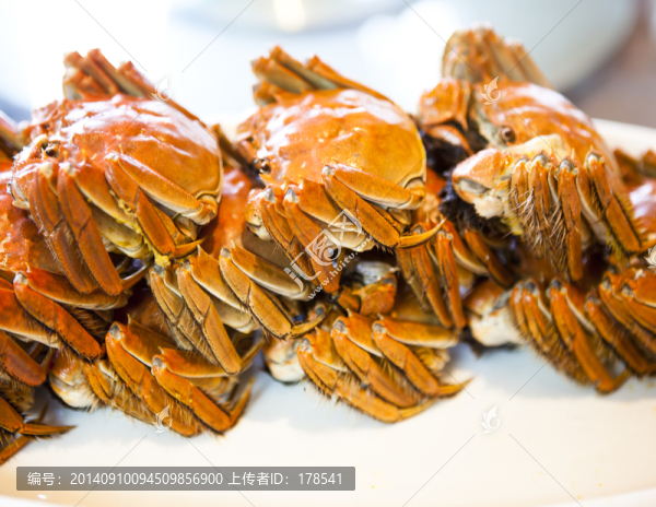 大閘蟹,江蘇大閘蟹,河蟹,毛蟹