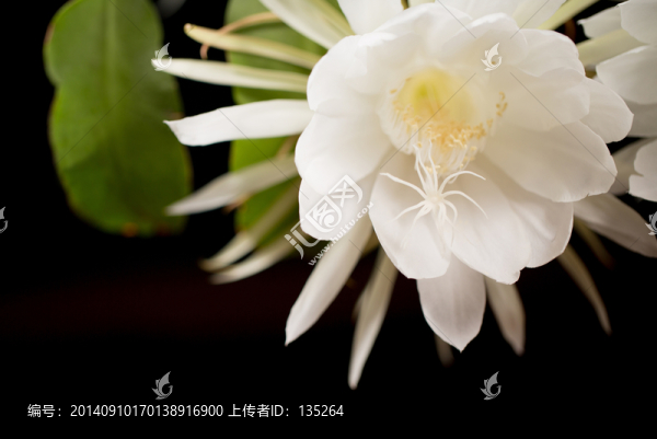 曇花